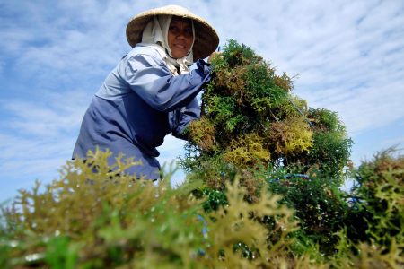 Keuntungan Usaha Pengolahan Rumput Laut