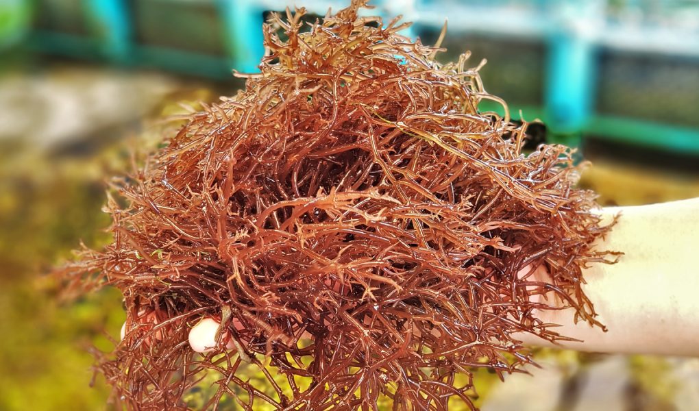 harga rumput laut mentah