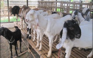 bisnis pakan kambing dari pelepah sawit