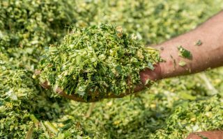 cara membuat silase dari campuran rumput dan legum
