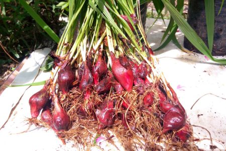 Cara Mengolah Bawang Dayak