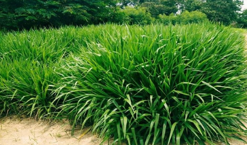 Budidaya Rumput Odot untuk Pakan Sapi