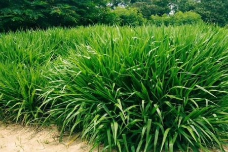 Budidaya Rumput Odot untuk Pakan Sapi