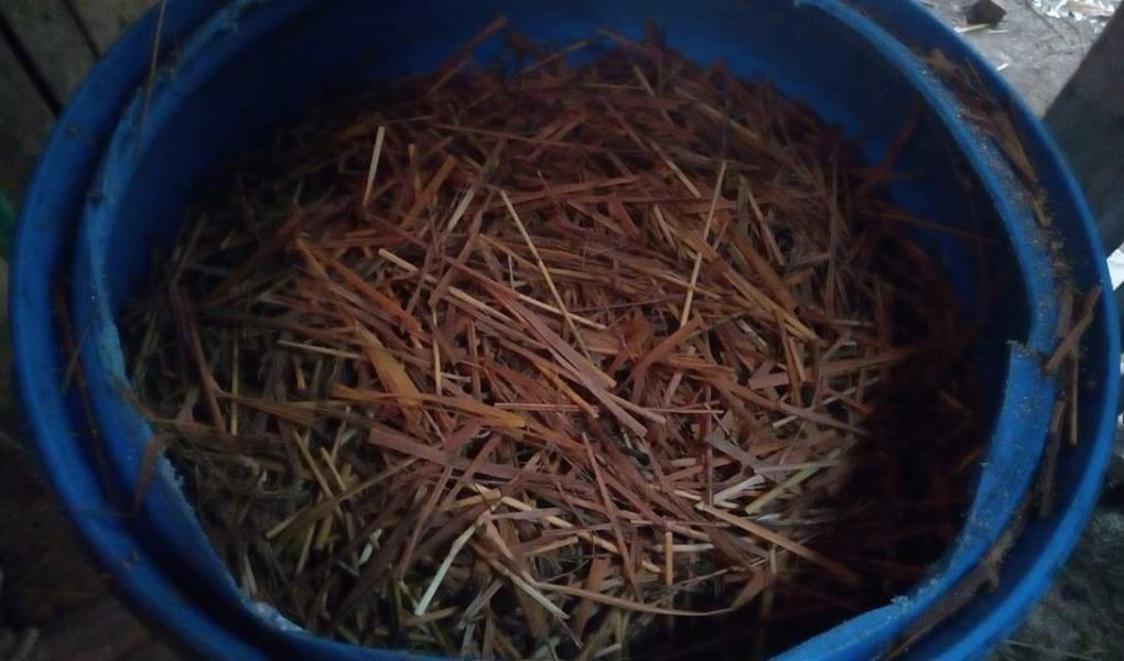 Teknik Menyimpan Rumput Fermentasi