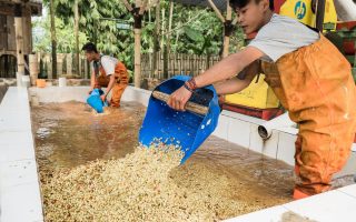 Proses Pencucian Biji Kop