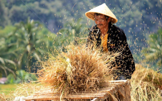Peningkatan Produktivitas Panen Padi