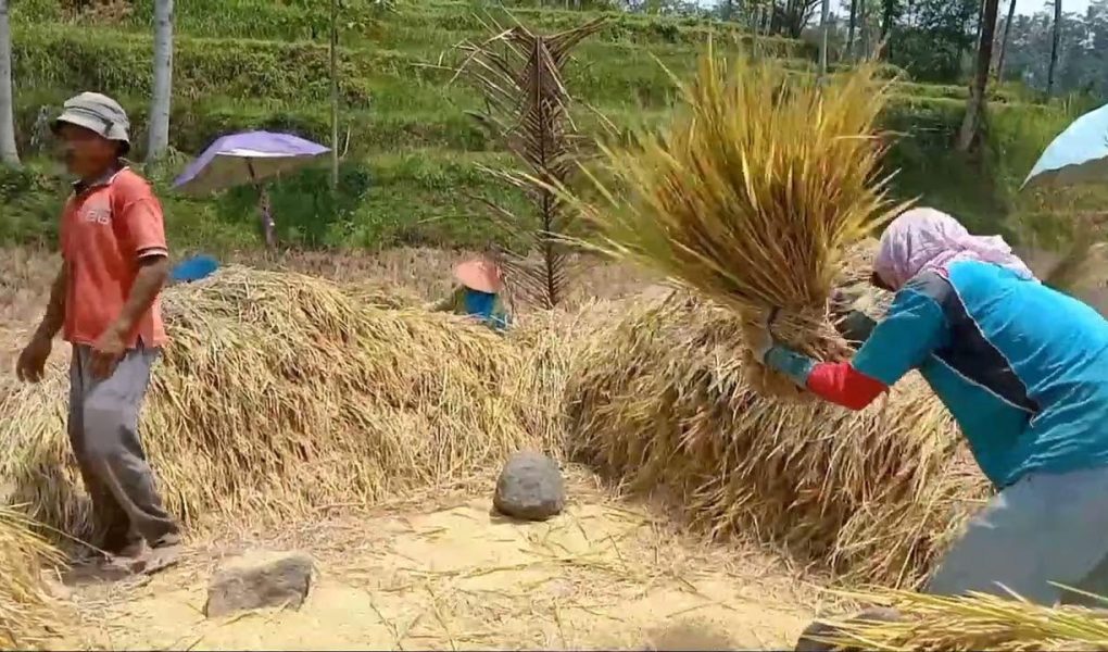 makanan tradisional berbahan padi
