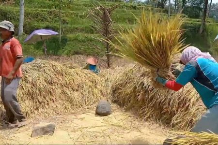 makanan tradisional berbahan padi